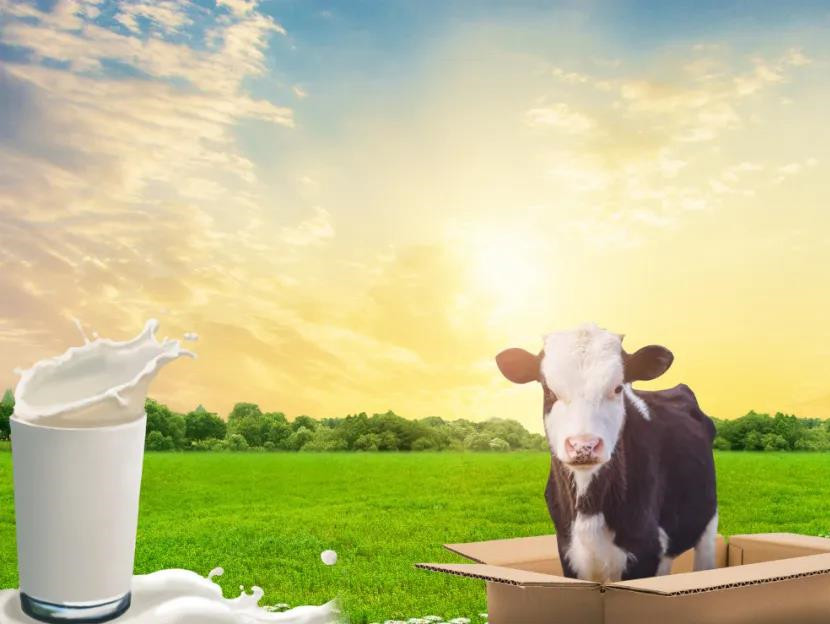 浓缩牛奶蛋白——含钙量高、热稳定性好
