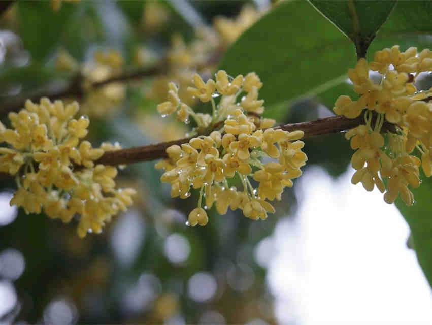 IFF桂花香精:饮料界的甜美搭档