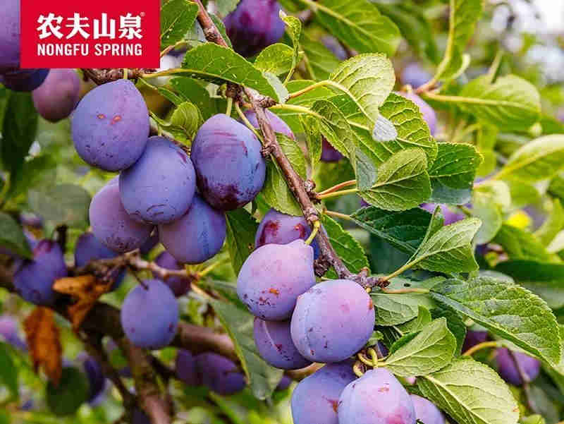 农夫山泉上市新疆西梅,用做水的精神做农业