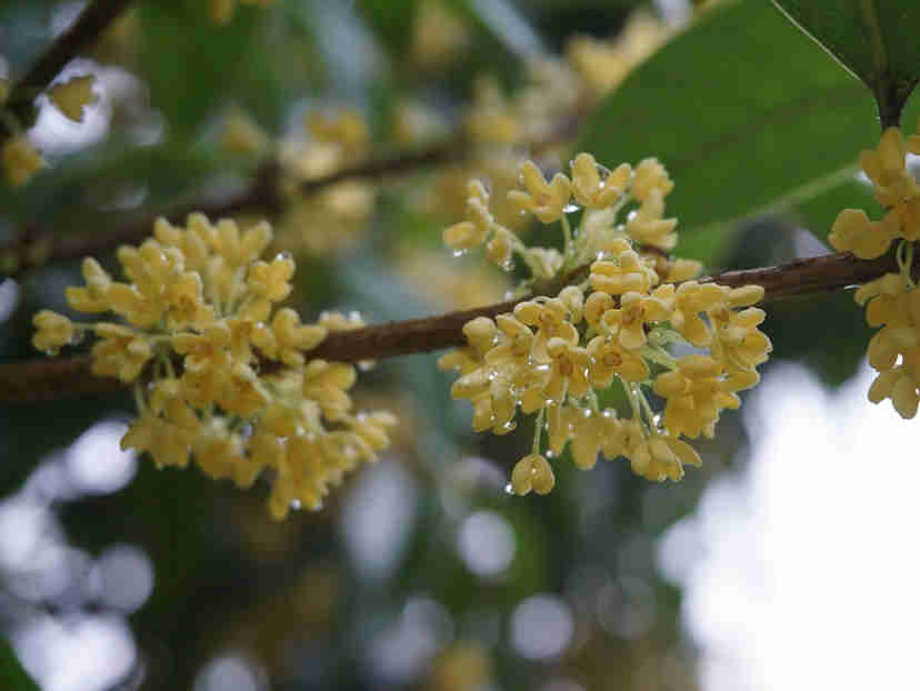 IFF 桂花香精：温润甜美，暗香流动
