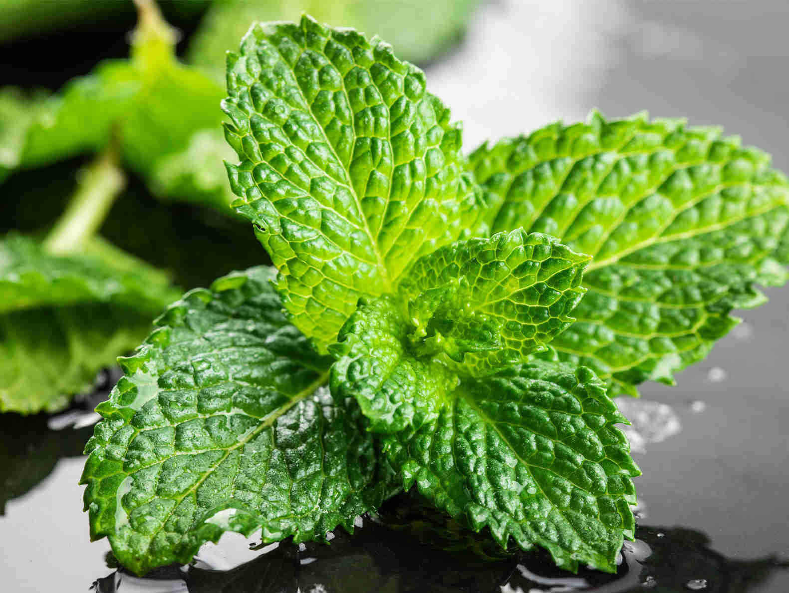 IFF 国际香料 薄荷清凉香精 口腔香精 清凉剂 应用在牙膏、牙线、牙线棒、齿间刷、口喷、口香片和漱口水