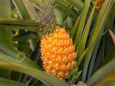 Fresh Del Monte 推出 Del Monte Zero 菠萝:首款获得权威第三方碳中和认证的菠萝