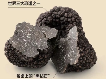 从实验室到生产线:看泰斯特如何实现黑松露风味的工业化复刻