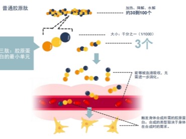 Collameta胶原三肽的优势都有哪些？