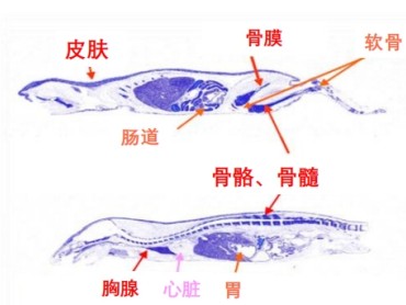 Collameta胶原三肽：在人体组织中怎么合成作用？