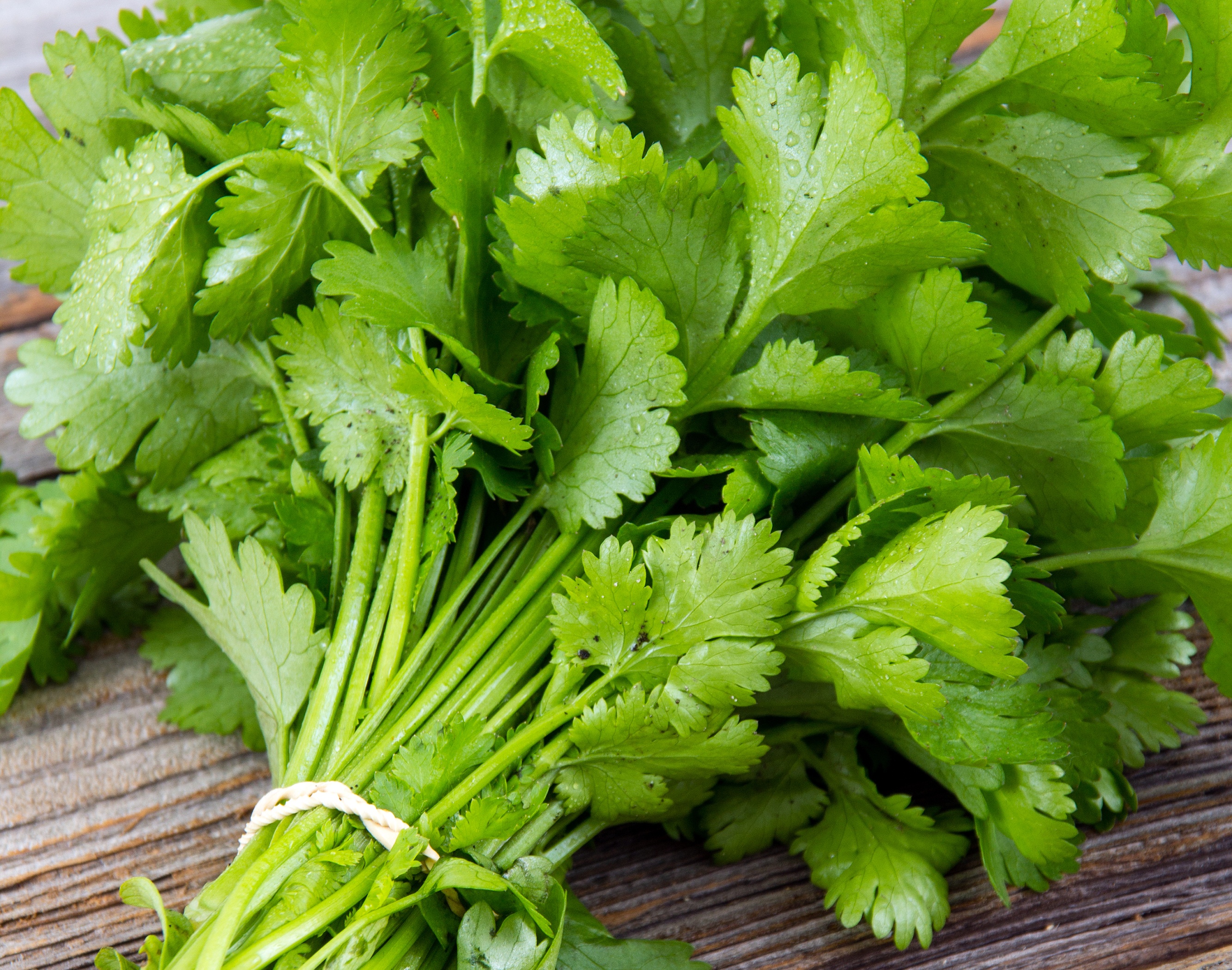 花瓣素材_旧木桌上放着新鲜的香菜或香菜的花束_142849752_副本.jpg
