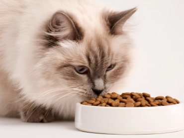 摄图网_603245125_猫咪低头吃着碗里的猫粮(企业商用)_副本.jpg