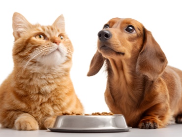 摄图网_602771894_橘猫和腊肠犬趴在地上看食物(企业商用)_副本.jpg 摄图网_602771894_橘猫和腊肠犬趴在地上看食物(企业商用)_副本.jpg